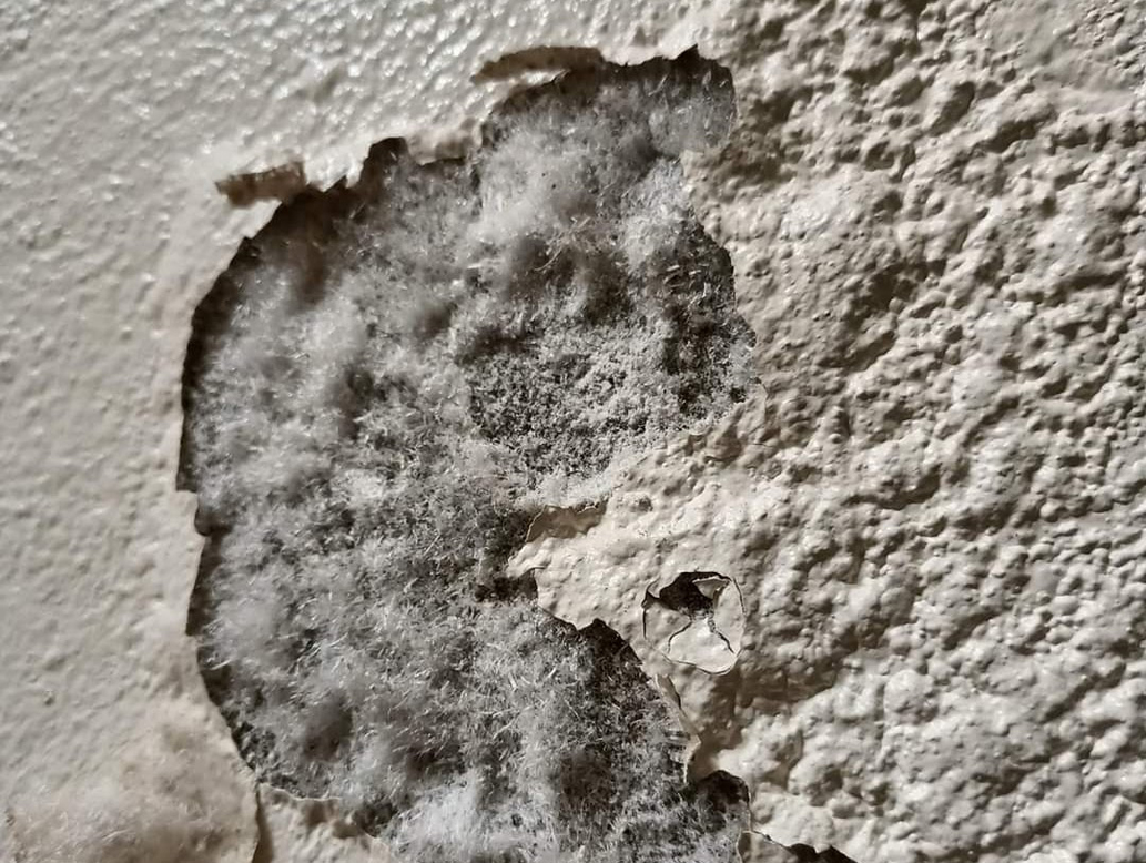 BỆNH SÙI MUỐI Ở TƯỜNG